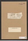 Berkeleya rutilans (Tront.) Grun. (de-Toni-Nr.: Genus 21, Species 1218) Zeichnungen Sammlung Grunow Nr. 2342 (NHMW-BOT-W0369471)